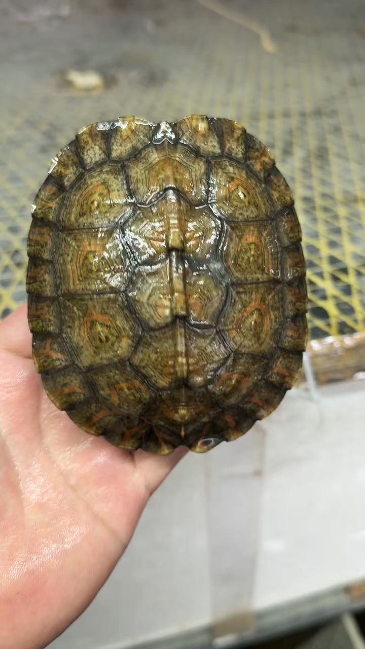 洪都拉斯木纹龟.血红高品质.10.8cm ,喜欢来聊