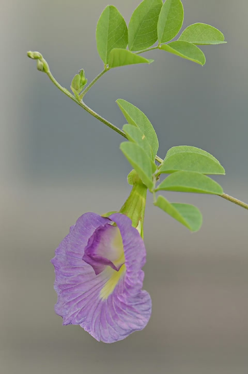 今天的蝶豆 开得是非常美丽