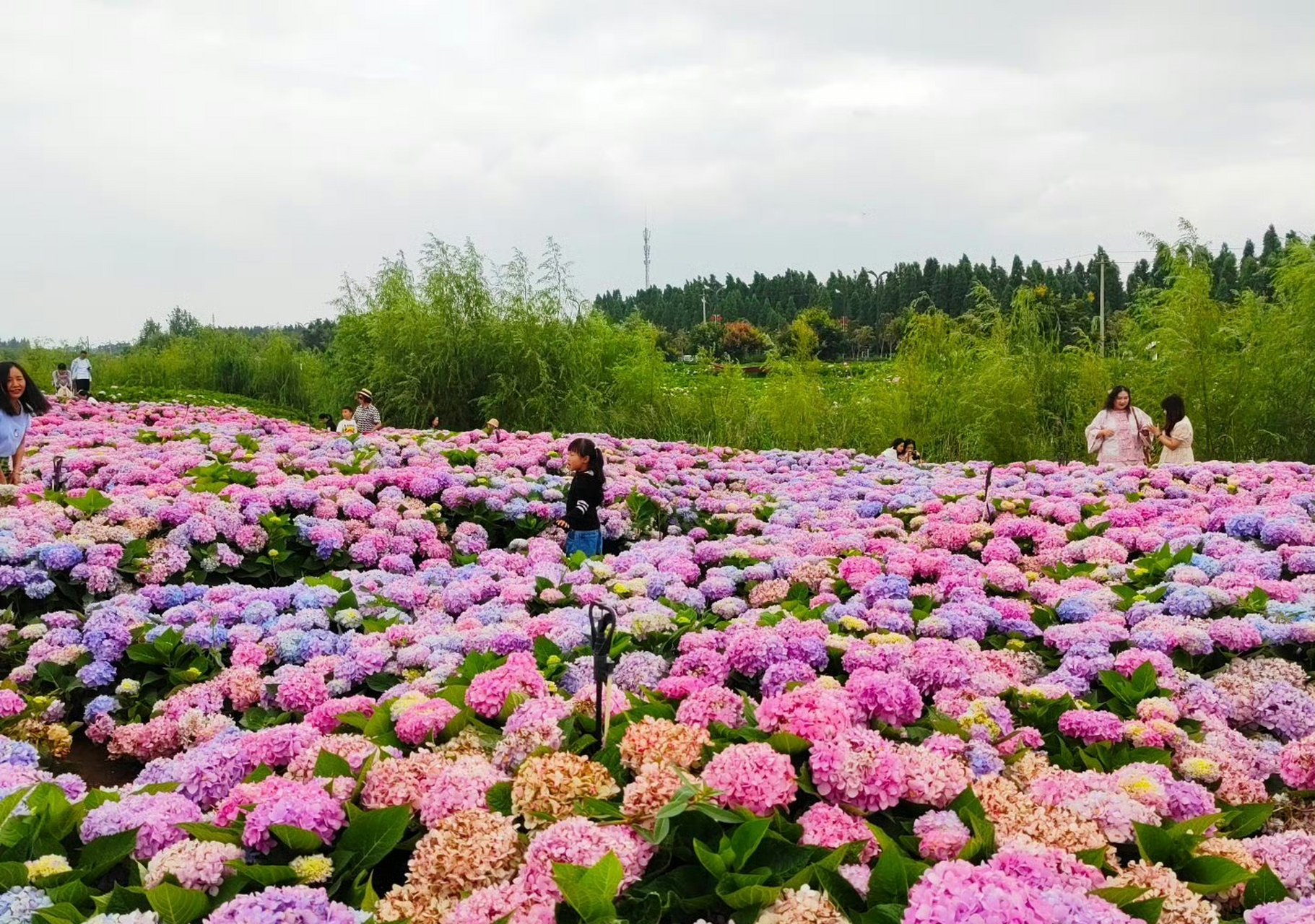 昆明斗南湿地和王官湿地交汇处,连片的绣球花正在盛开.