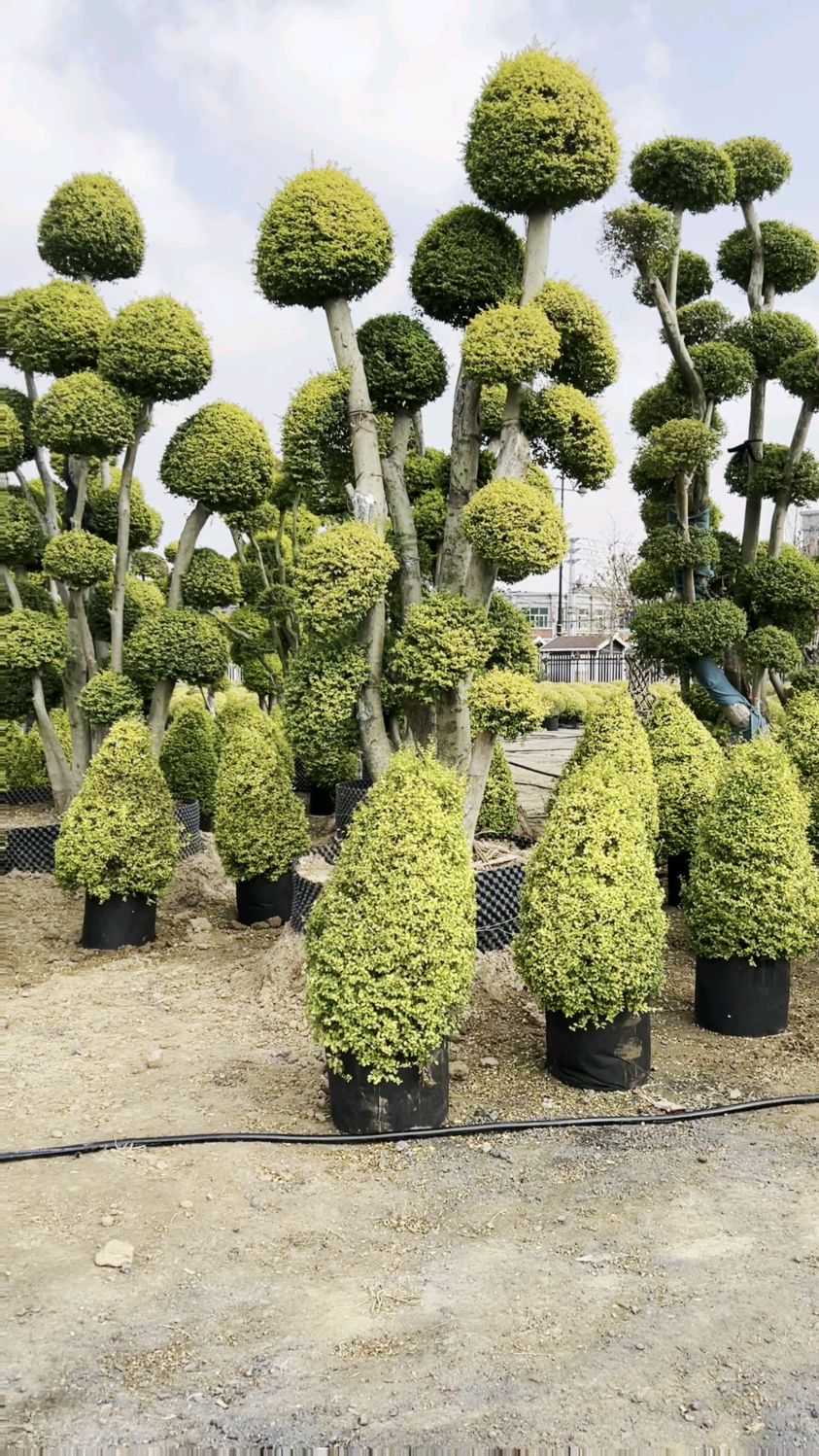 亮金女贞造型 四季常青,适合庭院,各种造型大量出货-度小视