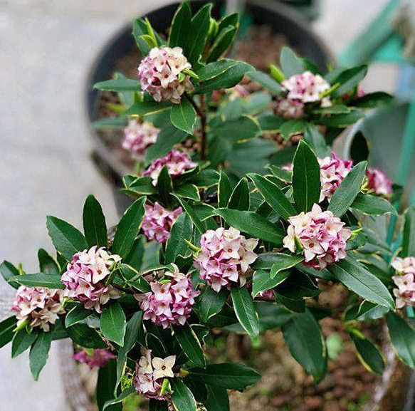 瑞香的花语和寓意