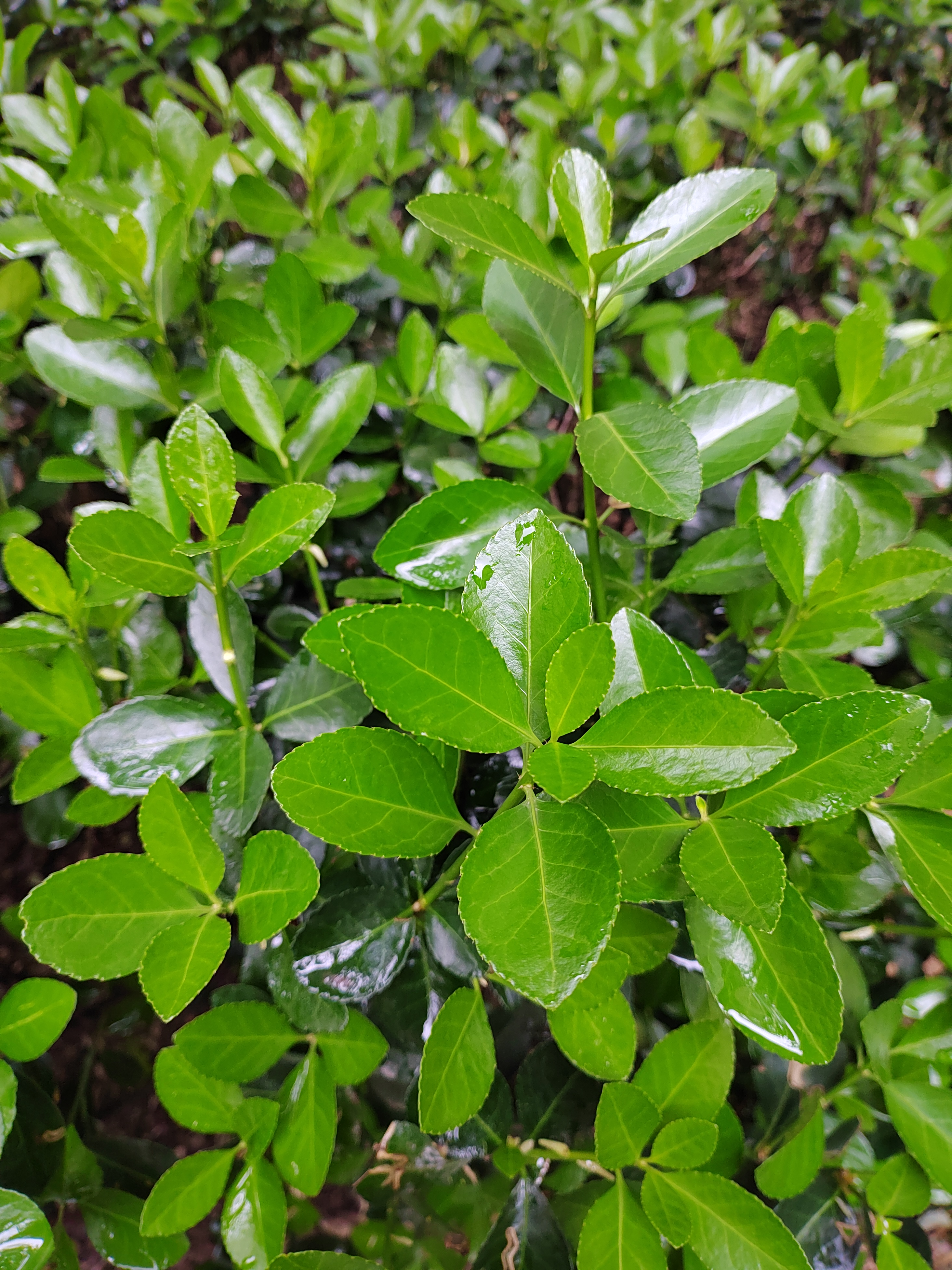 每天认识一种植物