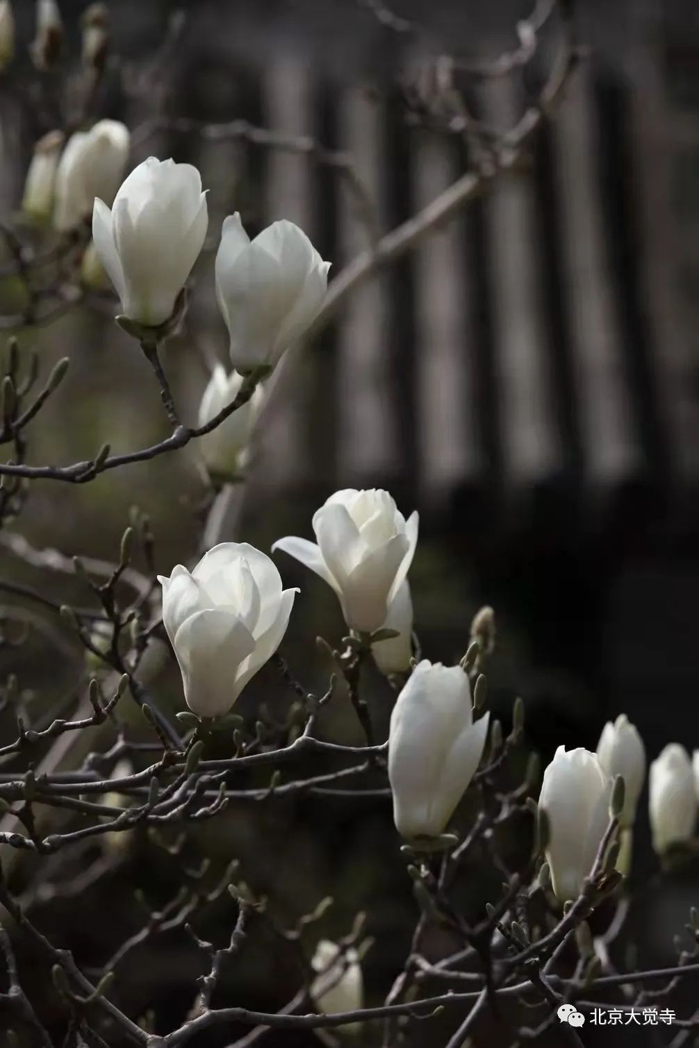 大觉寺玉兰花图片图片