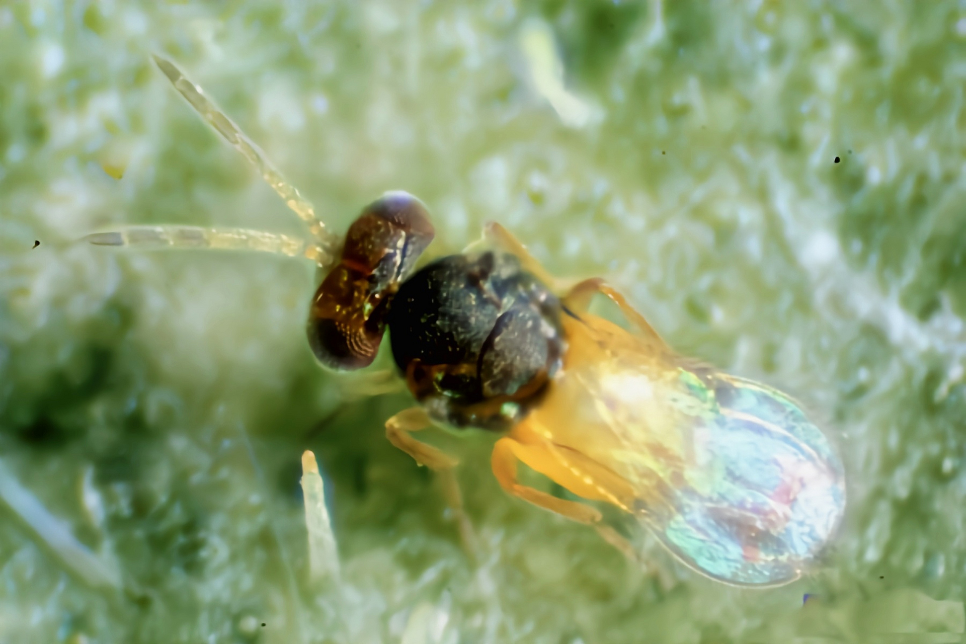每天认识一种昆虫——丽蚜小蜂 丽蚜小蜂是膜翅目,蚜小蜂科,蚜小蜂属