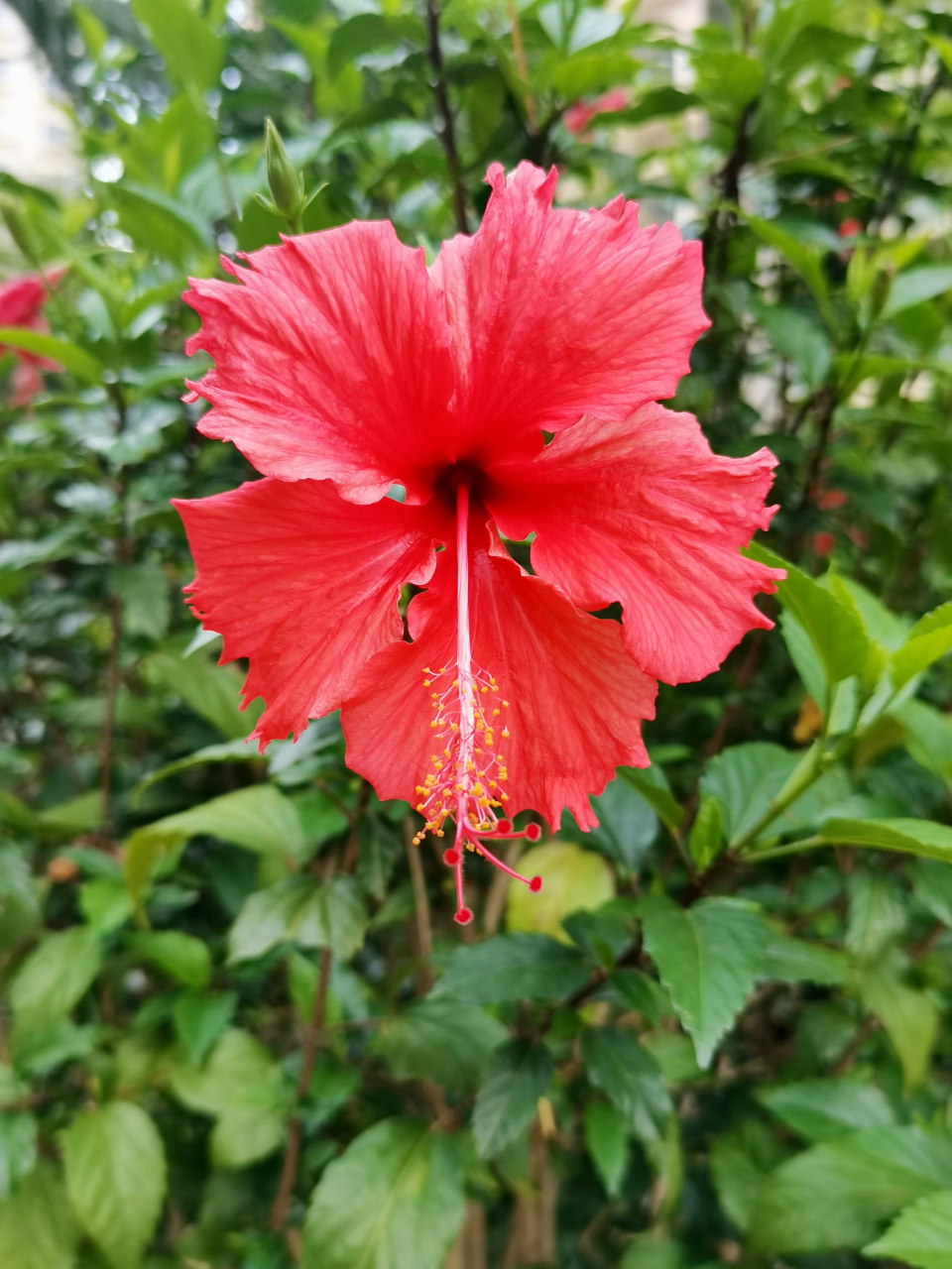 它的名称源于其花卉颜色,外形与木槿花之相似,故得名"朱槿".