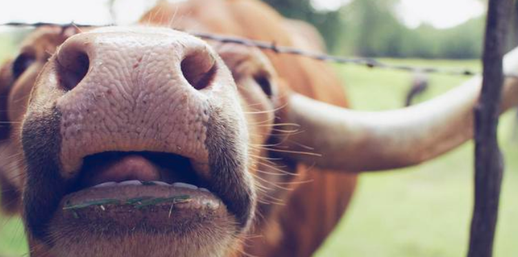 牛为什么没有上牙