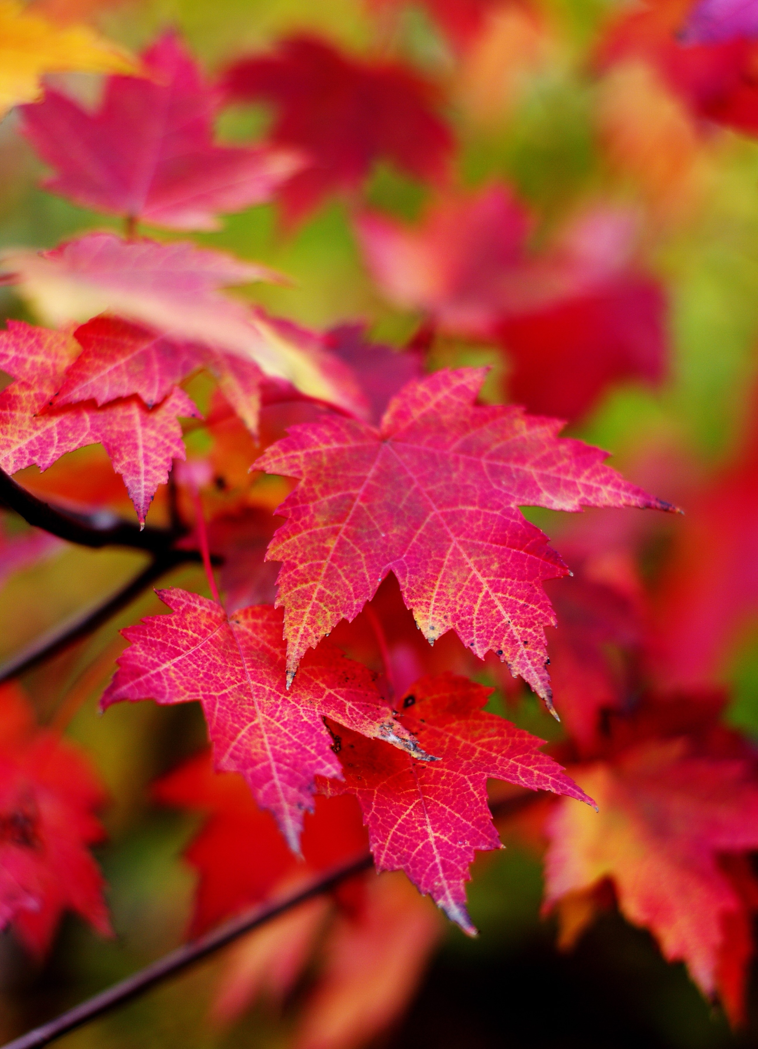 一叶知秋,静美秋叶寄给你,愿你每个平常的日子都溢满欢喜