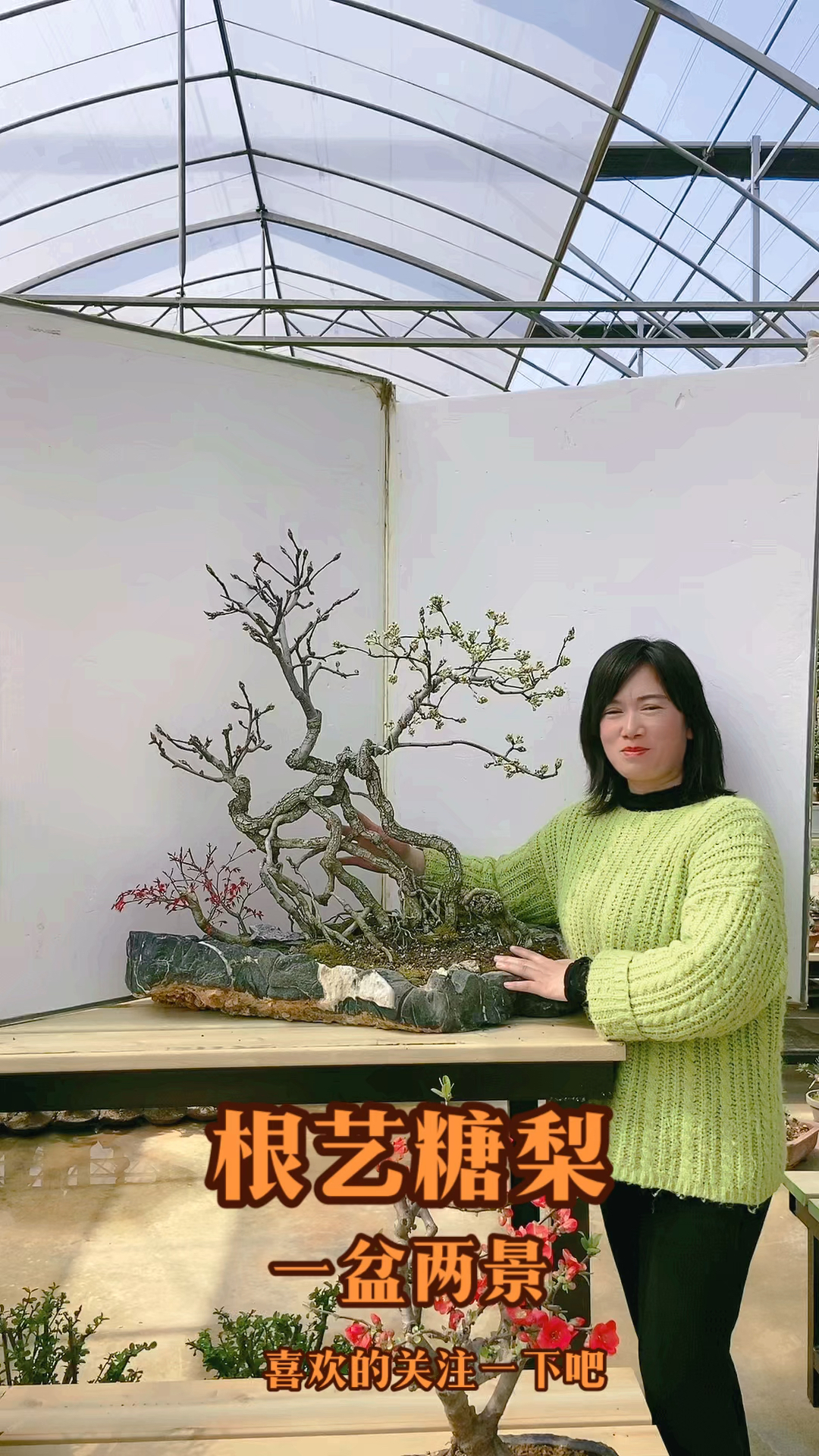 一盆两景.野生糖梨盆景,冬天赏寒枝夏天吃果实,喜欢的关注一下吧