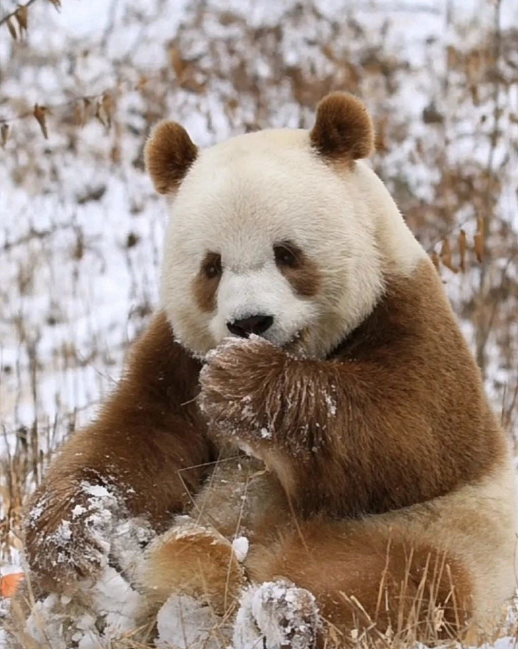 七仔:阿宝,喜欢你的99耳朵吗?