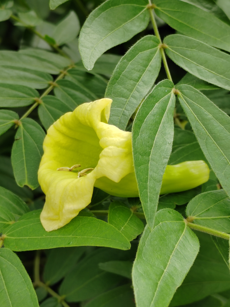 海南菜豆树,别名幸福树 在公园的一片宽阔的草地上,生长着一排海南