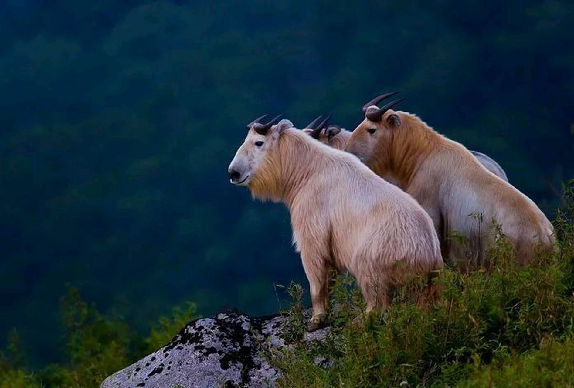 陕西宝鸡发现"神兽",毛色金黄,羊头牛身,身受重伤躲在岩石旁,朝投食的