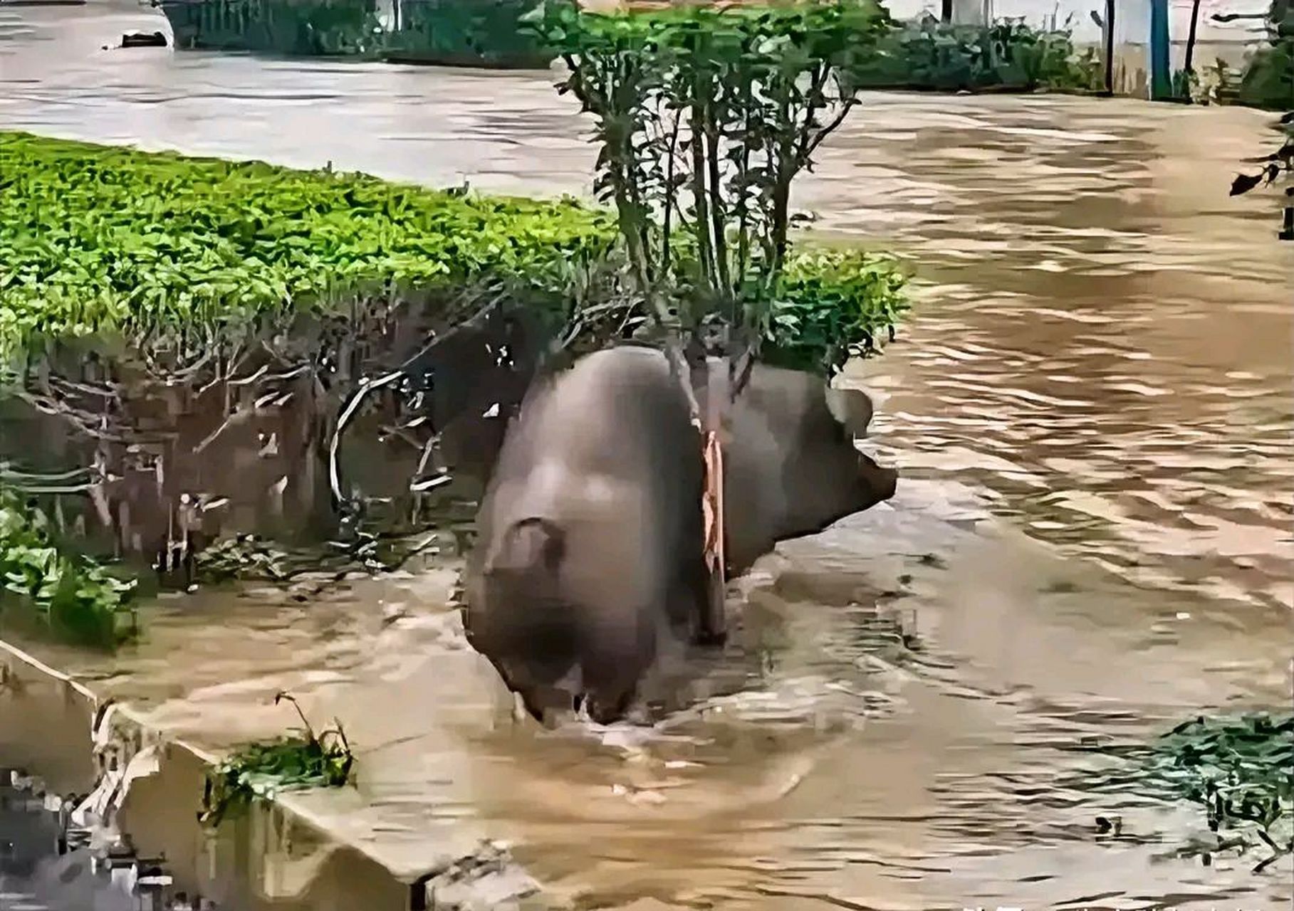 洪水猪笑的图片图片