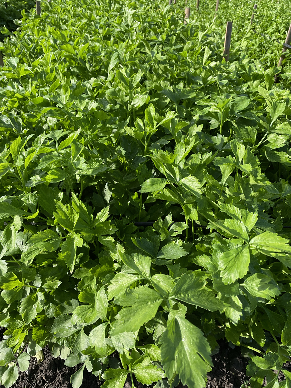 的营养价值          香芹,学名香芹属于伞形科,是一种常见的调味蔬菜