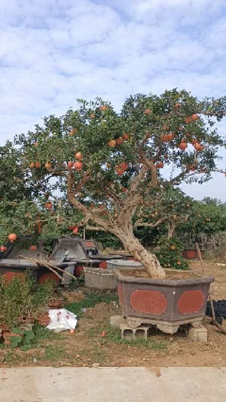 邻水造型大红袍石榴景观树,果大仔饱满!-度小视