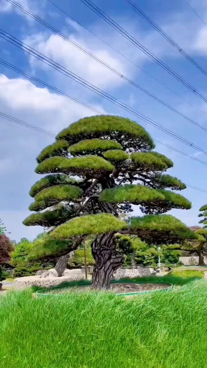 日本最名贵松树品种图片