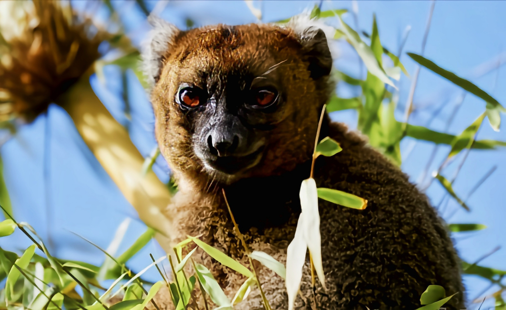 每天认识一种动物——大竹狐猴 大竹狐猴马达加斯加特有物种,极度濒危