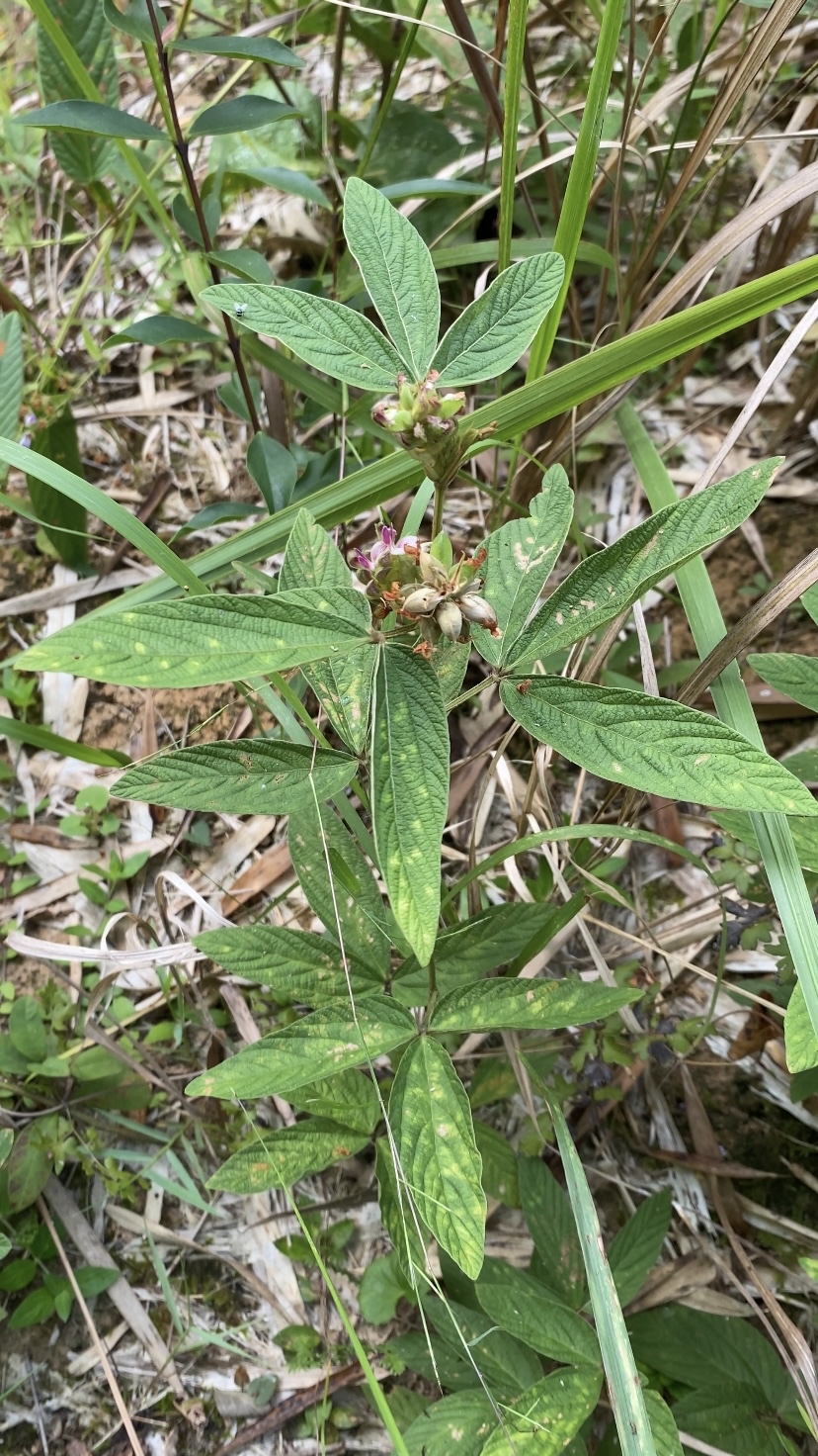 它是豆科千斤拔属的亚灌木,我们主要采收它的根部晒干保存,可以用来煮