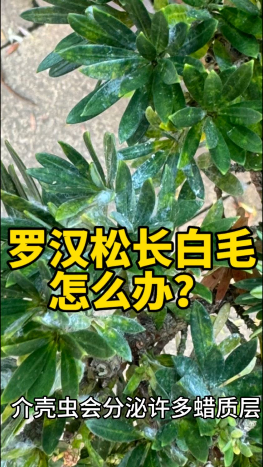 介壳虫怎么根除图片