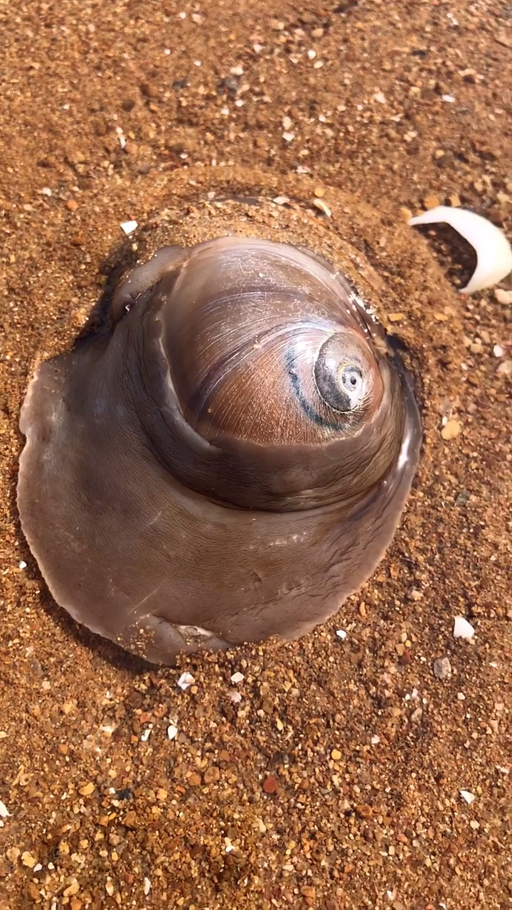 赶海发现一大号猫眼螺