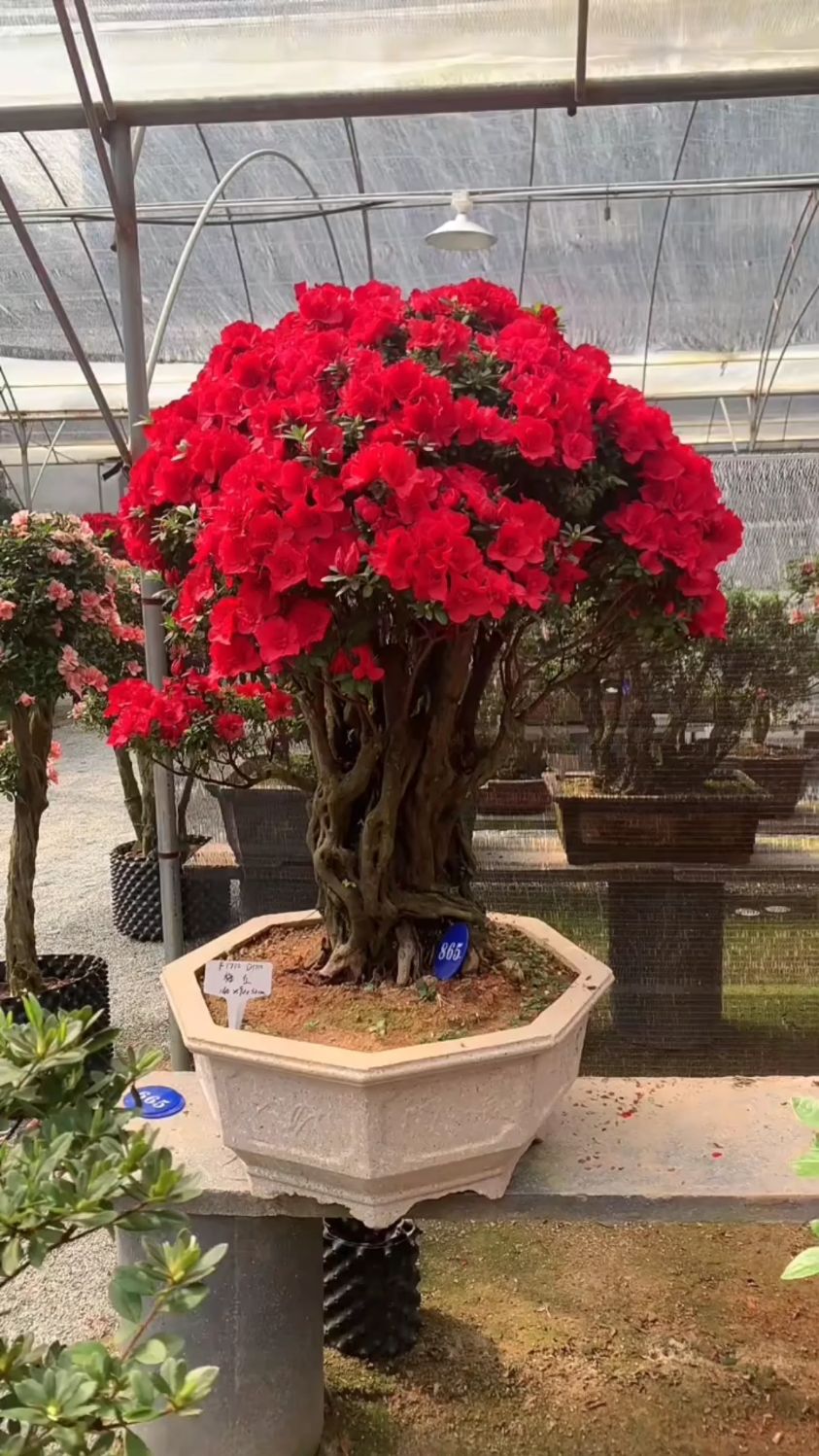 现在正是赏花的季节,老桩杜鹃,我们每天都要欣赏美的事物