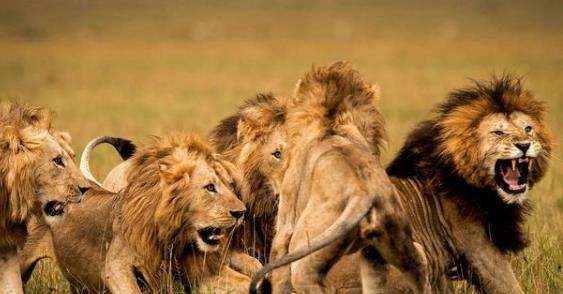 既然一只狮子打不过一只老虎,那么一群狮子和一群老虎谁更厉害?