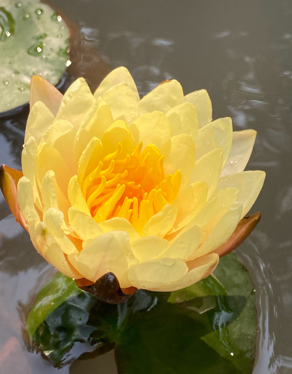 世界,几乎是看着它,逐渐打开了天冷,打开得晚,中午11:49了,乌汶睡莲