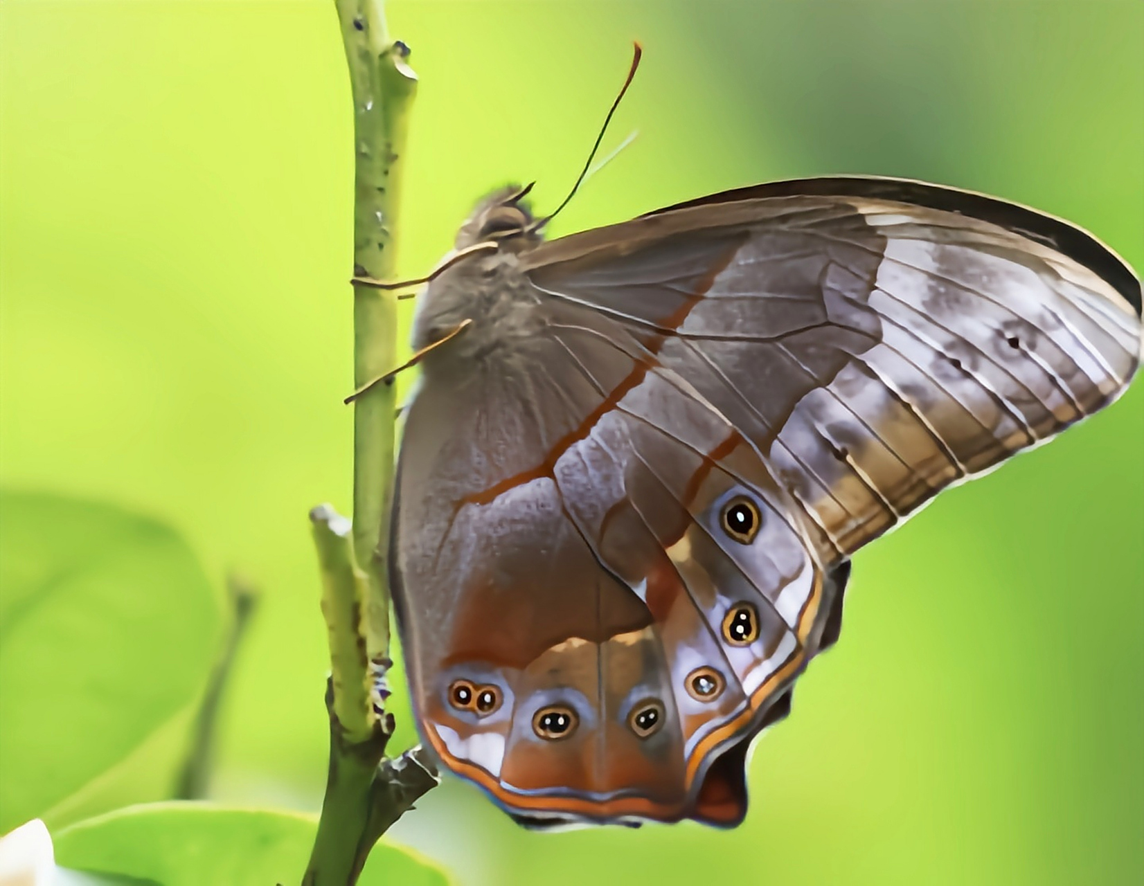 每天认识一种昆虫——曲纹黛眼蝶 曲纹黛眼蝶是鳞翅目,眼蝶科,黛眼蝶