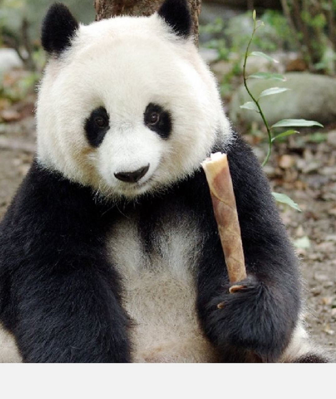 基地之花大熊猫北川#  川包子,   苹果川,  基地之花,  勇气和外貌