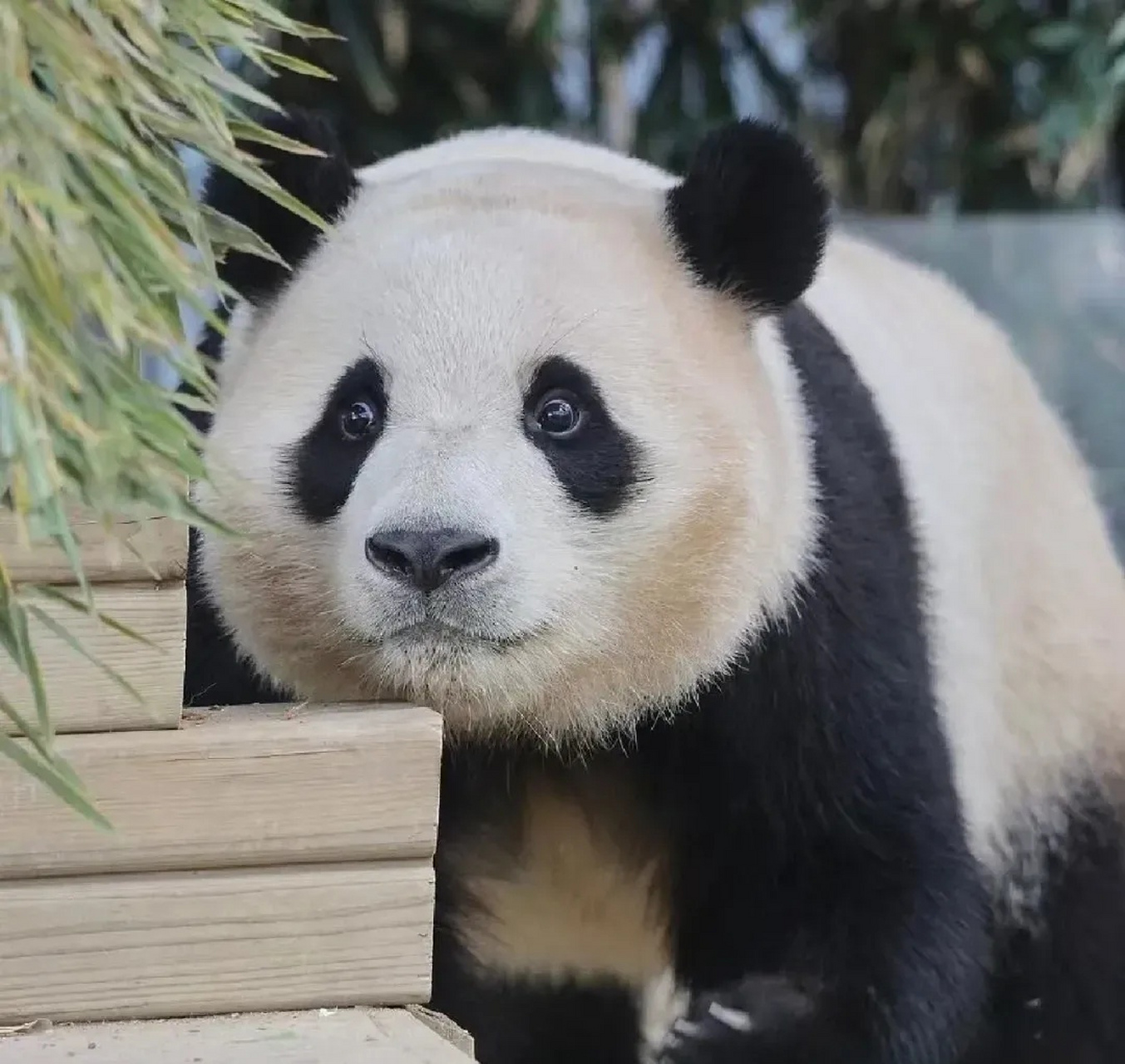 福宝是睁眼最快的熊猫,当时给爷爷吓得查文史           因为福宝睁眼