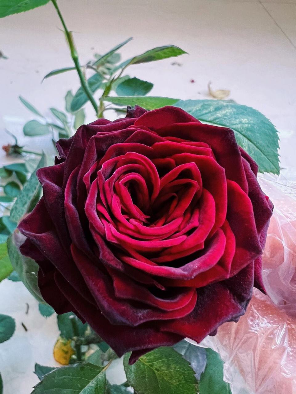 黑巴克这种黑红黑红的丝绒感,让人一看就觉得很高级