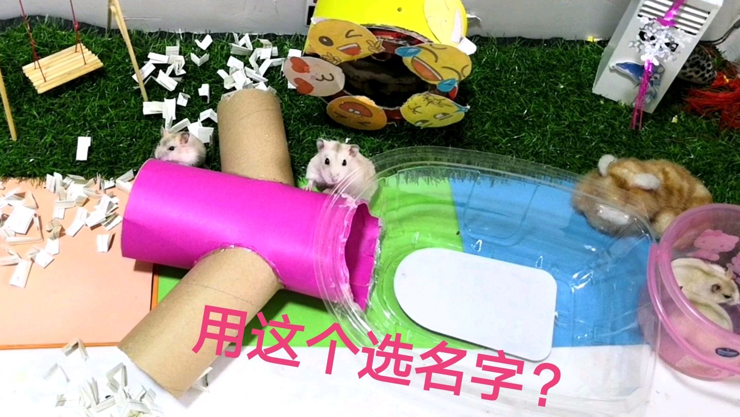 铲屎官用这个东西给仓鼠宝宝选名字?太搞笑了吧