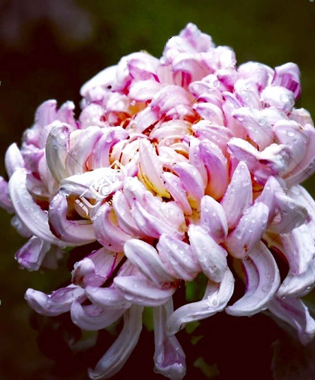 九月动态激励计划# 菊花——粉葵  粉葵,花朵绣球型,花粉色,大型花.