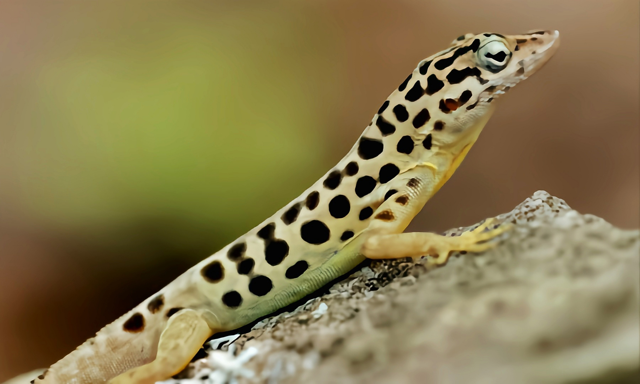 每天认识一种动物——沙巴变色蜥 沙巴变色蜥原产于南美洲小安地列斯