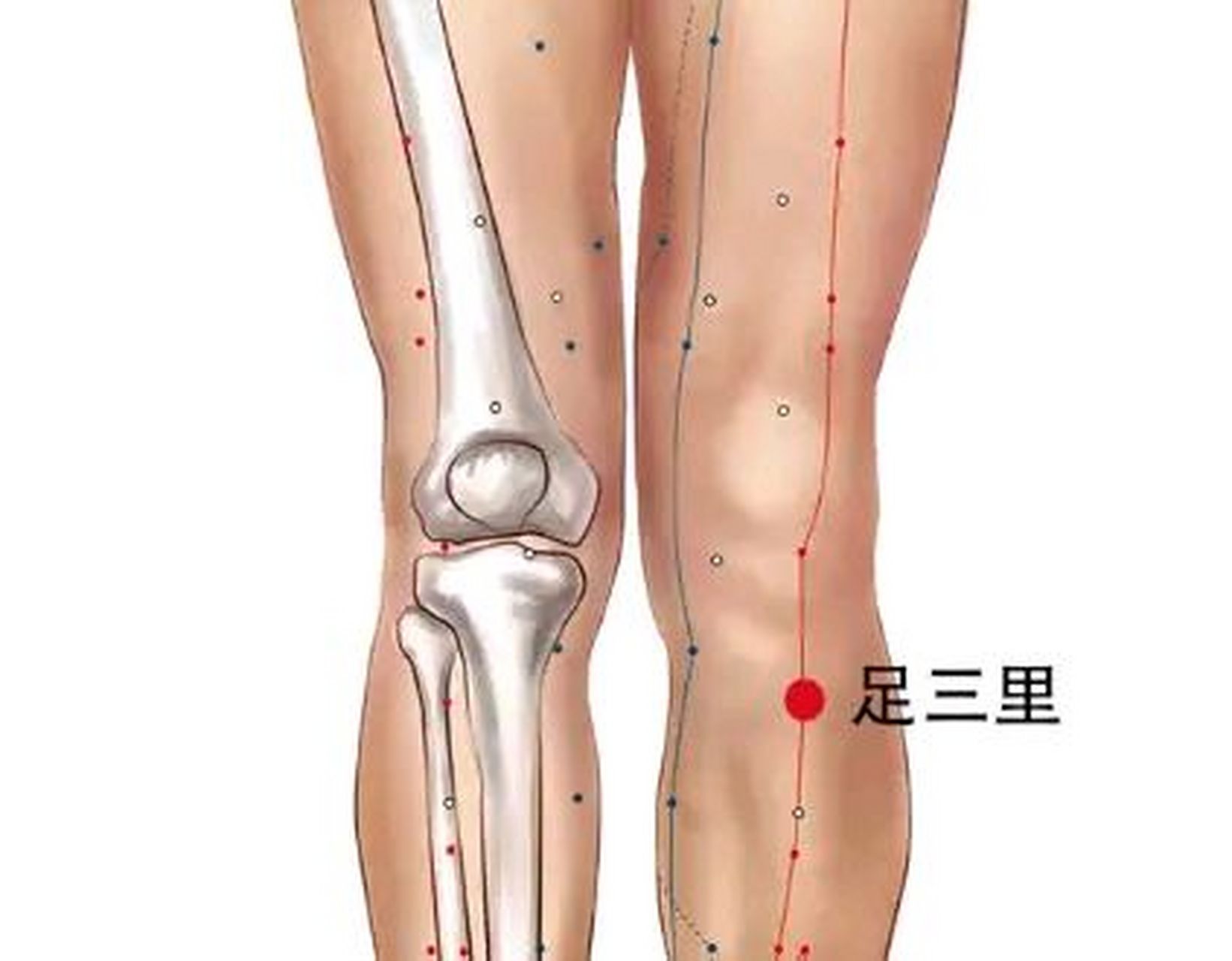 足三里的定位方法图图片