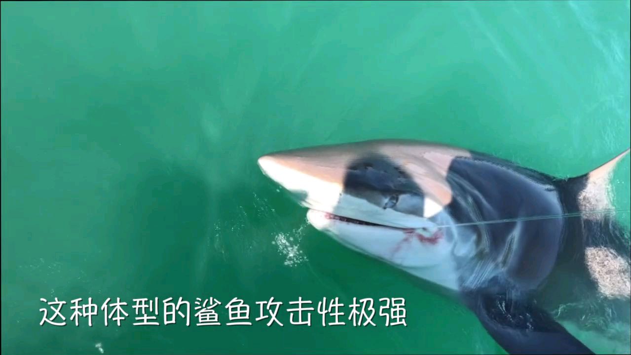 新西兰钓到大鲨鱼