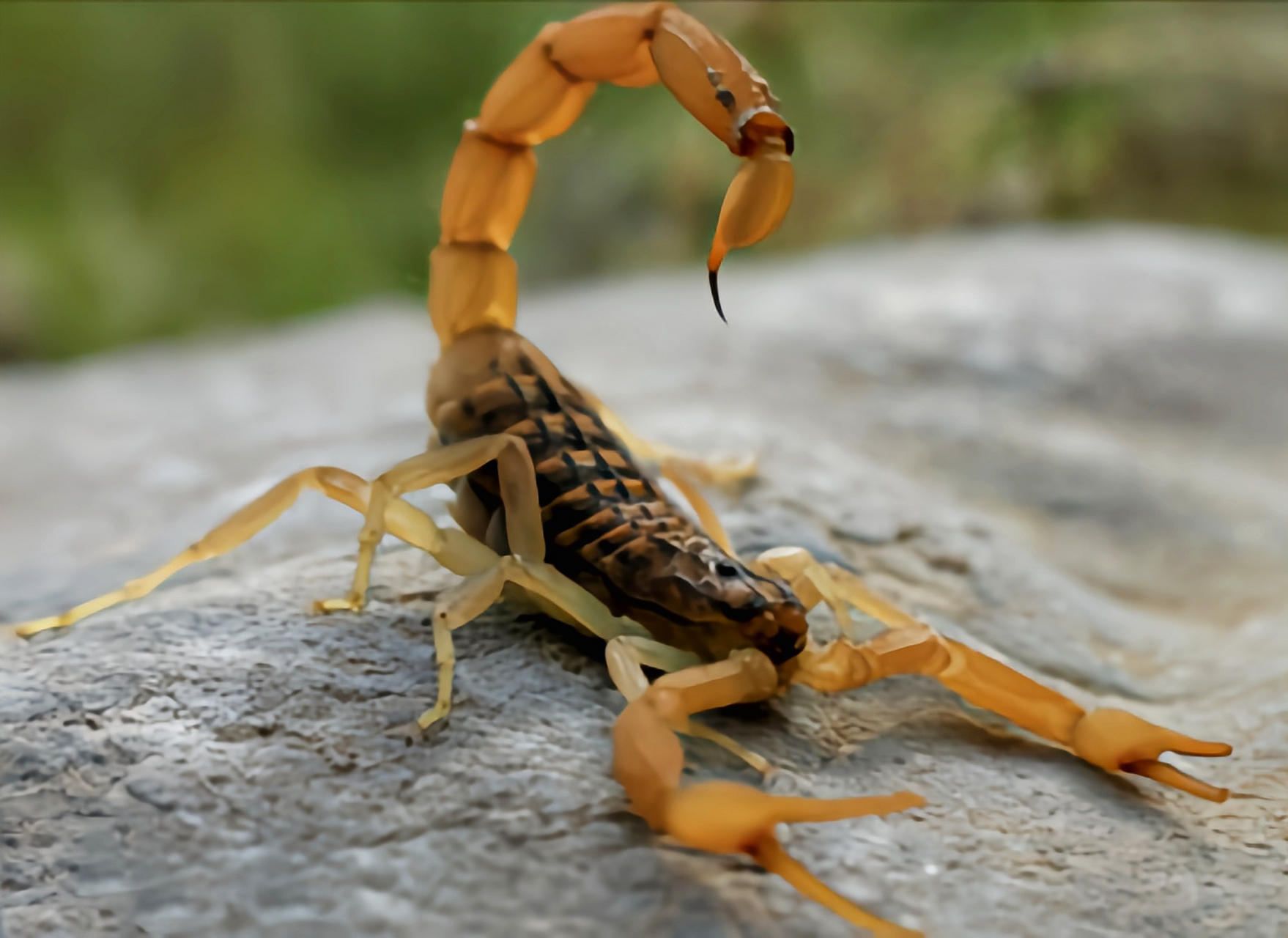 每天认识一种动物——印度红蝎 印度红蝎原产于亚洲印度,巴基斯坦