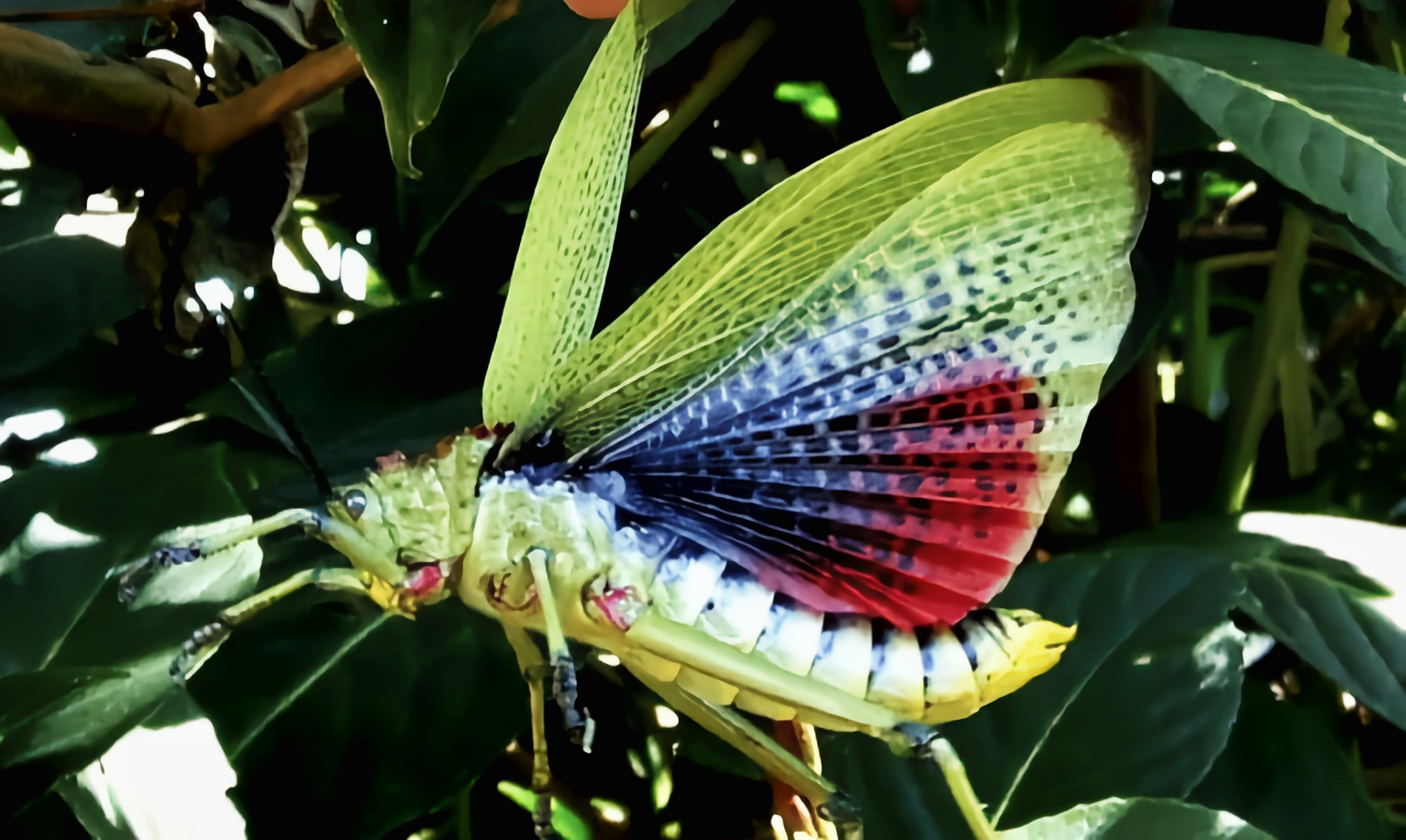 体长5-9厘米,雌性略大,内翅红蓝相间,它是非洲体型最大的有毒蝗虫,以