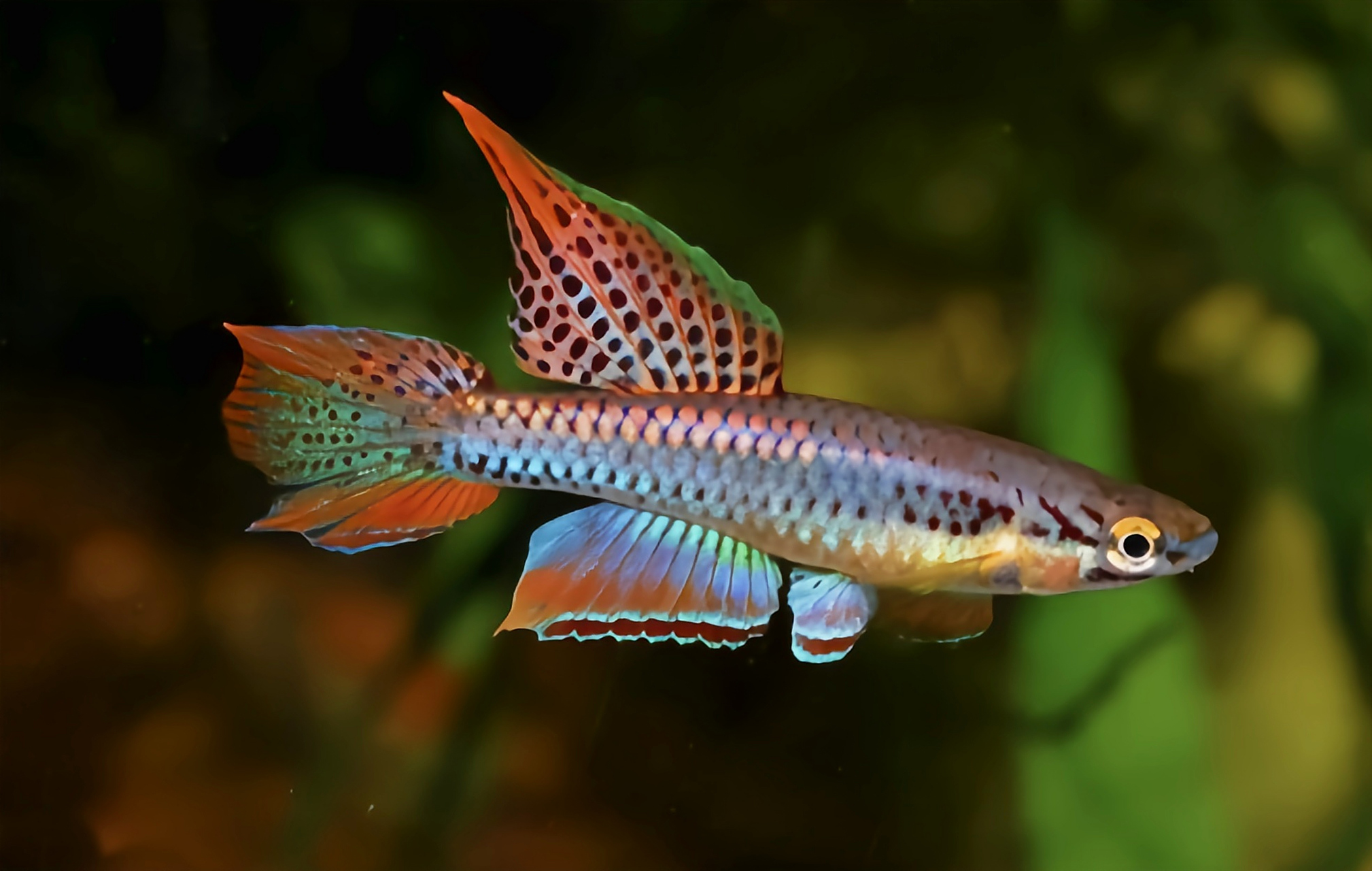 成鱼最长可达5厘米,呈梭形,雄鱼颜色亮丽,鱼腹部,背鳍,臀鳍,尾鳍分布