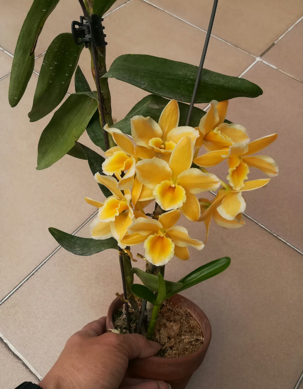 黄钻戒,家里现存最贵的品种,也是最美的春石斛,没有之一. 67