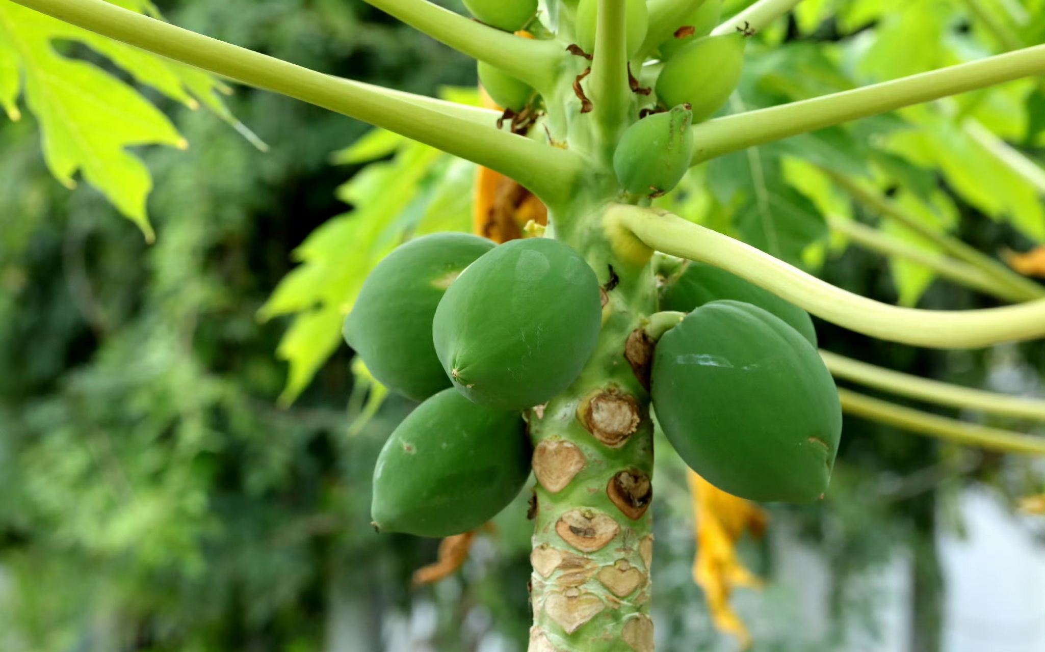 【番木瓜】(木瓜) carica papaya,番木瓜科番木瓜属.