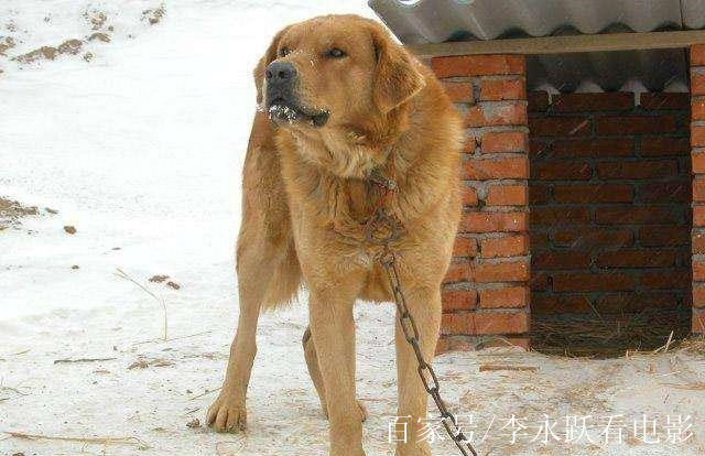 真正的東北獵犬,數量純種僅百條,已瀕臨滅絕