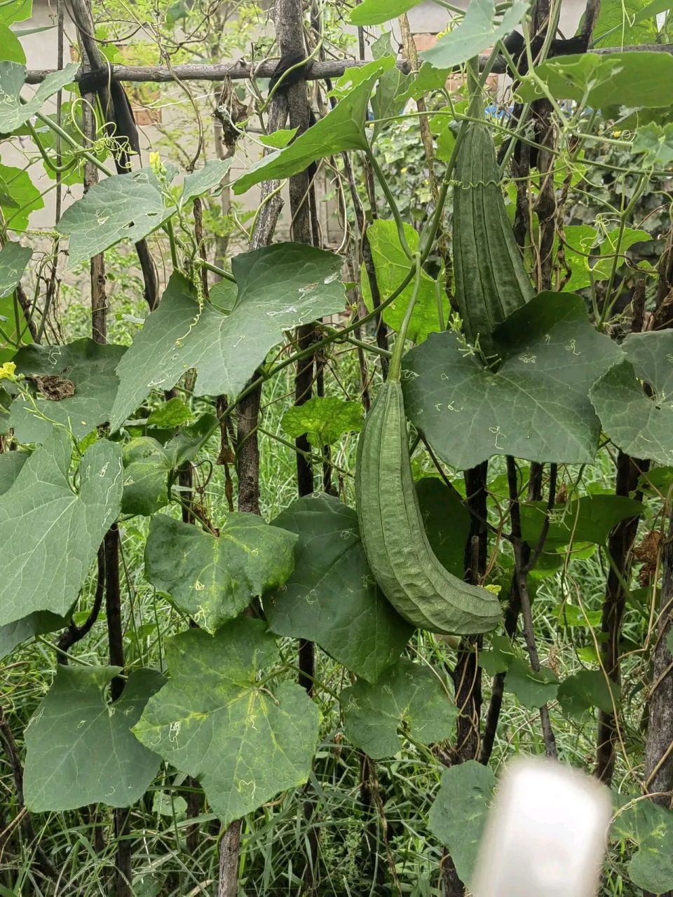 两周没有回老家了,家里种了一棵啦瓜,当时有几个小瓜瓜,不能吃,太嫩.