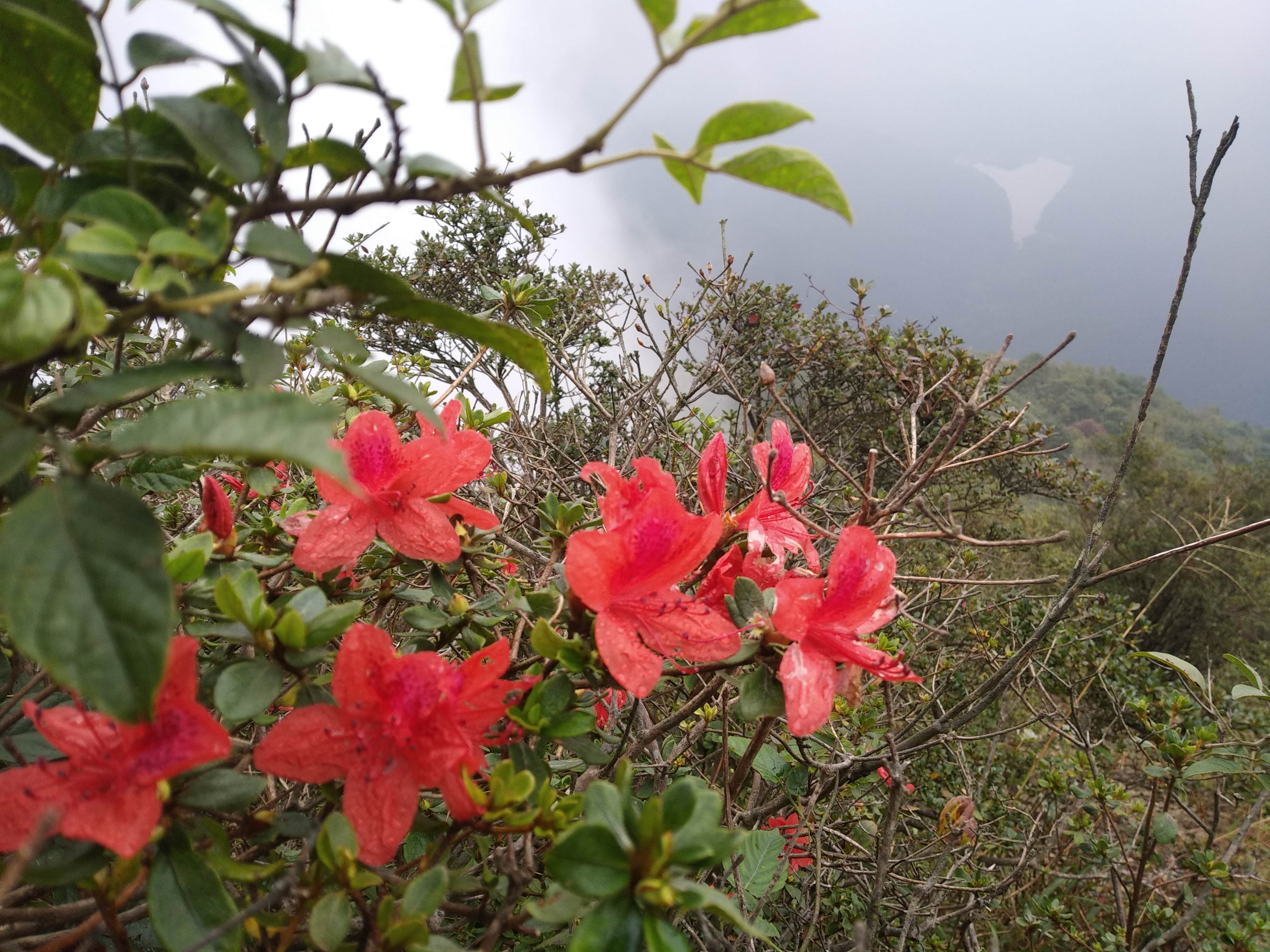 从化通天蜡烛山简介图片