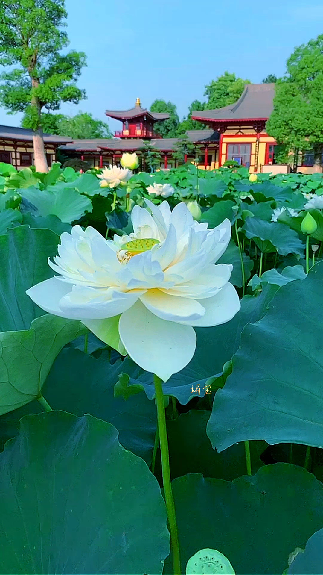 炎炎夏日,祝你好运莲莲