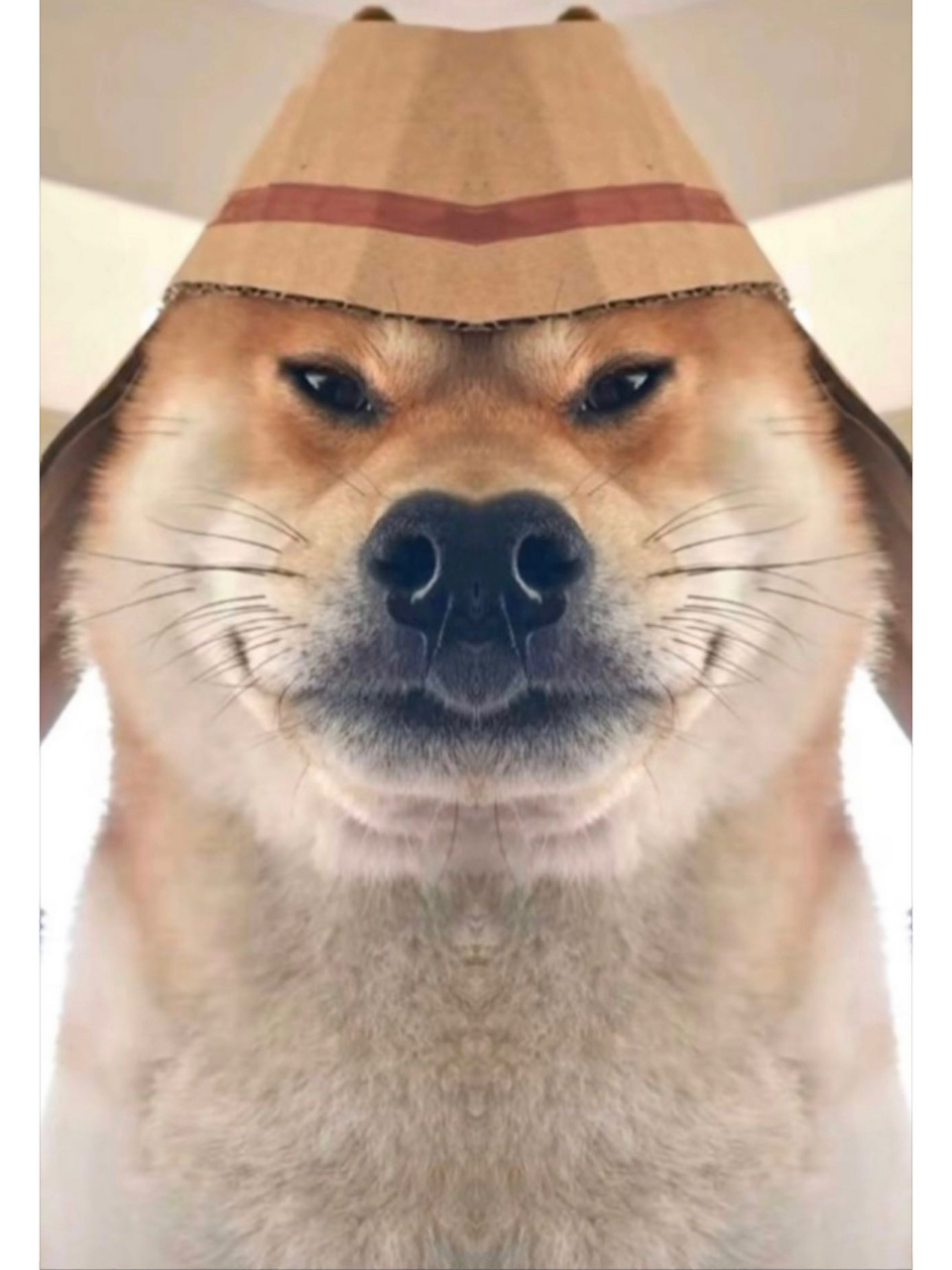 一看就是大佐的面相[泪奔][泪奔]#宠物# #萌宠