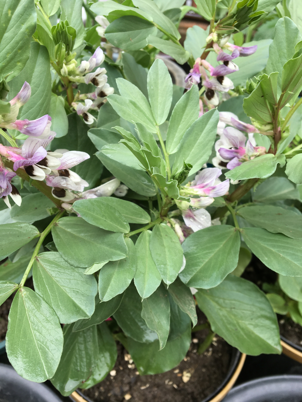 蚕豆植株图片