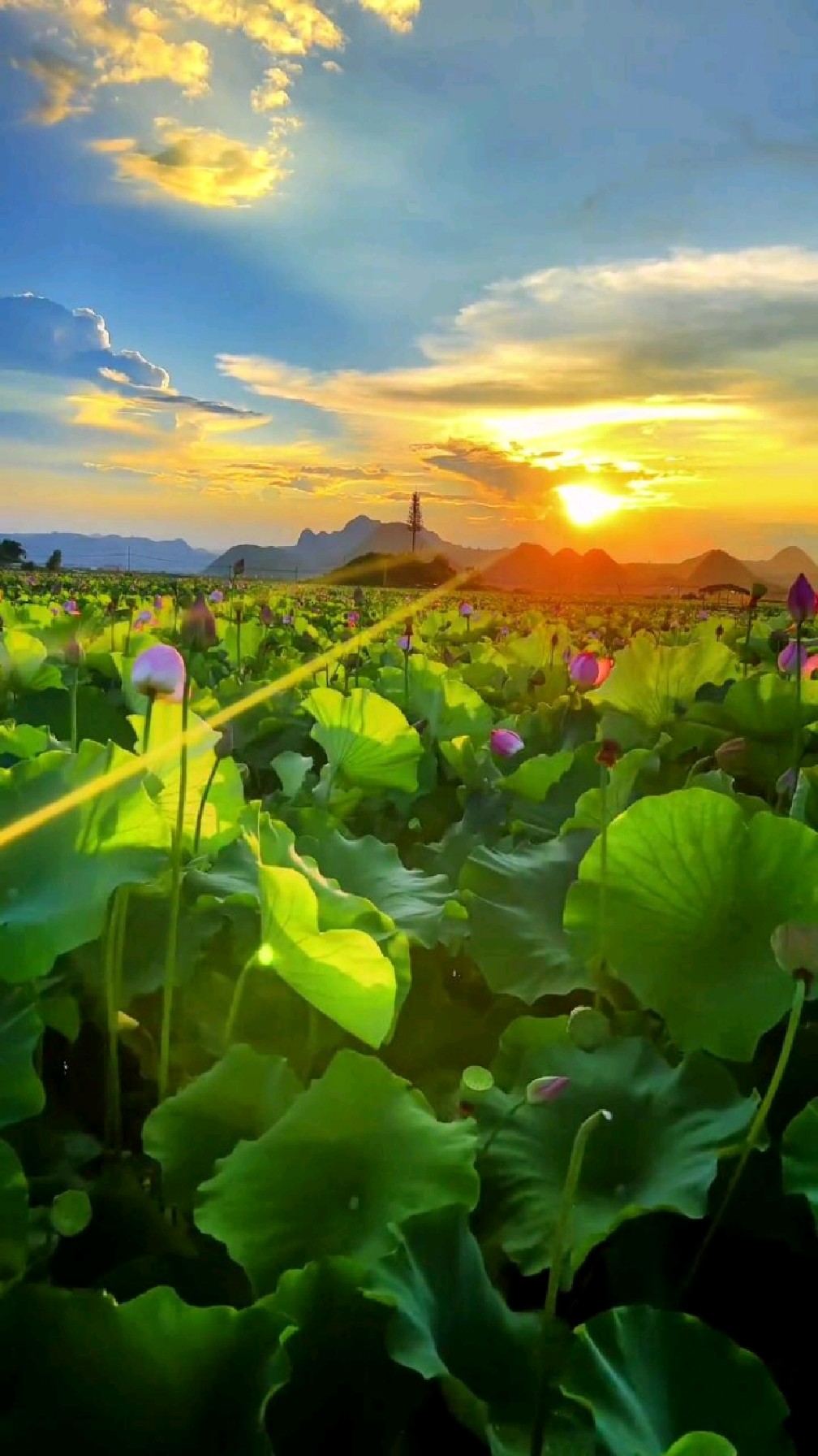 红尘美景皆过客,人生一梦百世修,愿做凡尘一朵莲,出泥不染水中仙,花开