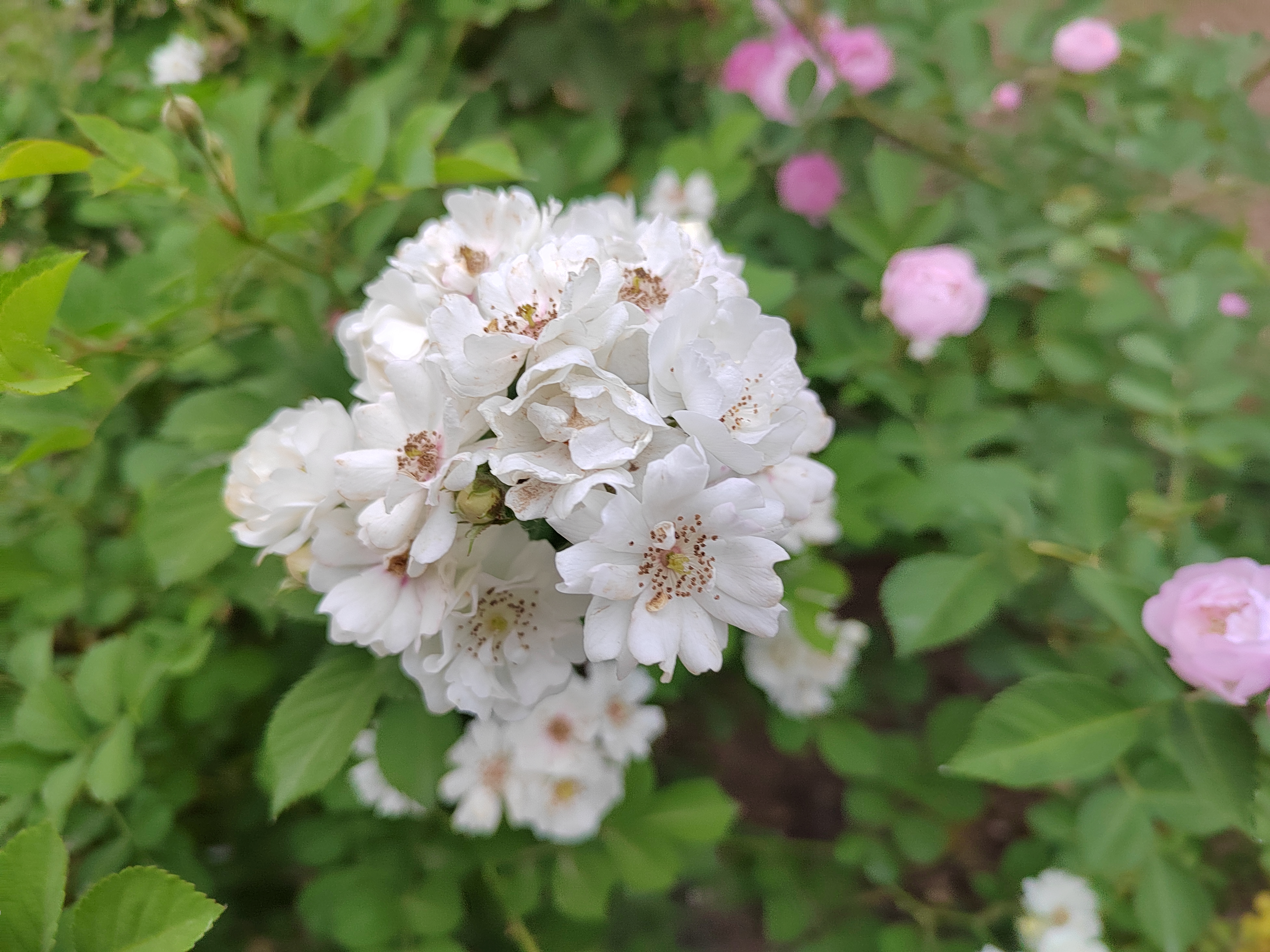 白玉堂花简介图片