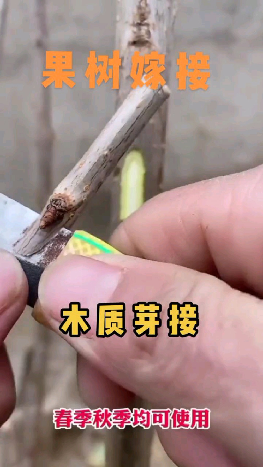 樱桃苗常用地嫁接方法木质芽接,春秋都适合嫁接成活高