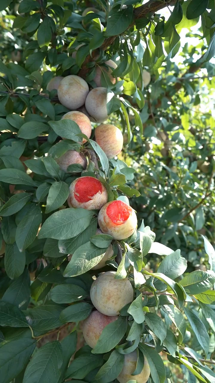 味帝李子简介图片